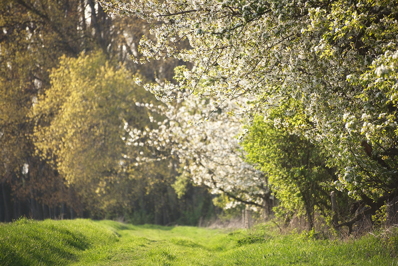 domnitz spring feldauge green DOF