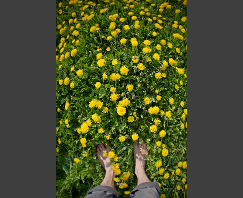 taraxacum loewenzahn spring meadow bare foot feldauge