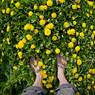 taraxacum loewenzahn spring meadow bare foot feldauge