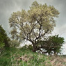 tree spring white flowers schachtberge feldauge saalekreis