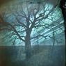 solargraphy solarigrafia tree ilford feldauge seeben