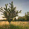 Kirschen Sonnenuntergang Gegenlicht Wiese Dalena Feldauge