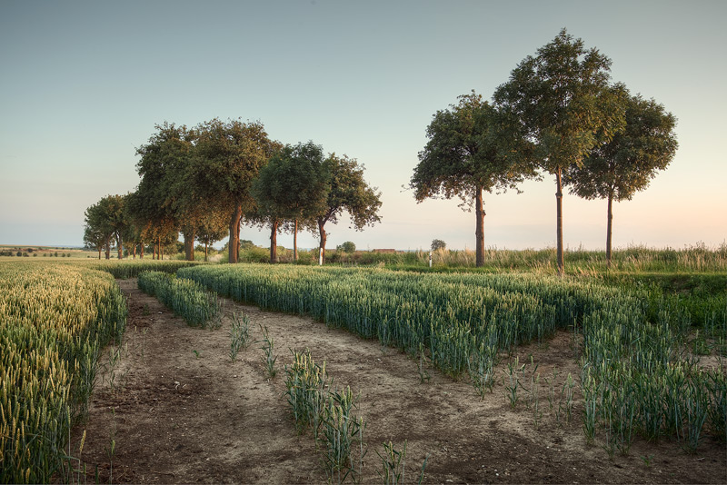 ordinary rural feldauge field alley trees sunset