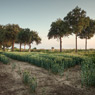 ordinary rural feldauge field alley trees sunset