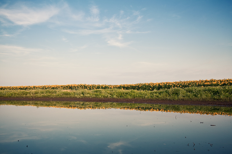 mirror sunflower field sky puddle water feldauge seeben