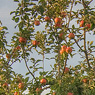 ordinary apple tree feldauge domnitz saalekreis