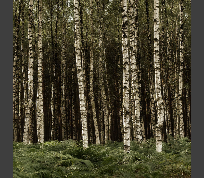 birch trees square feldauge colbitz letzinger heide