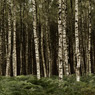 birch trees square feldauge colbitz letzinger heide