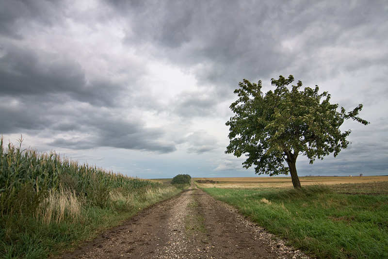 of simple things feldauge field tree clouds autumn wind