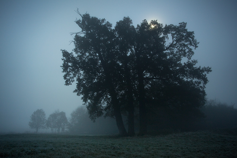 night moon dark tree fog feldauge wettin