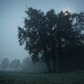 night moon dark tree fog feldauge wettin