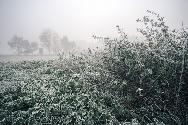 frost wettin gesträuch brennnesseln nettle white feldauge