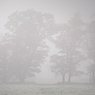 wettin nebel fog silhouette lowkey feldauge