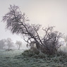 wettin frost hain feldauge fog misty