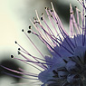 phacelia blue feldauge