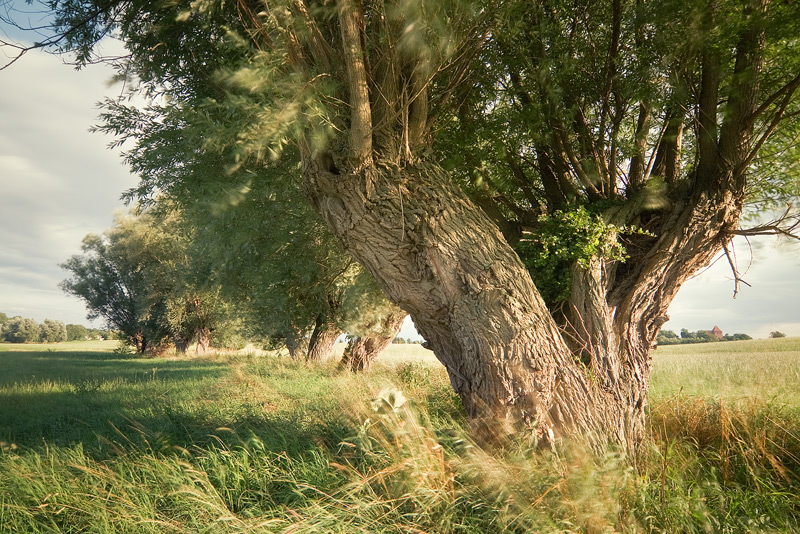 weide salix wind feldauge long_exposure