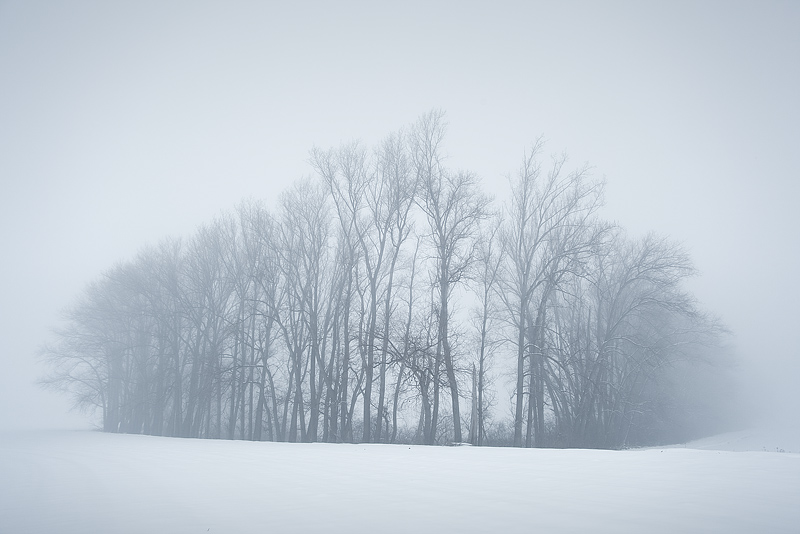 tree mist foggy domnitz winter snow feldauge
